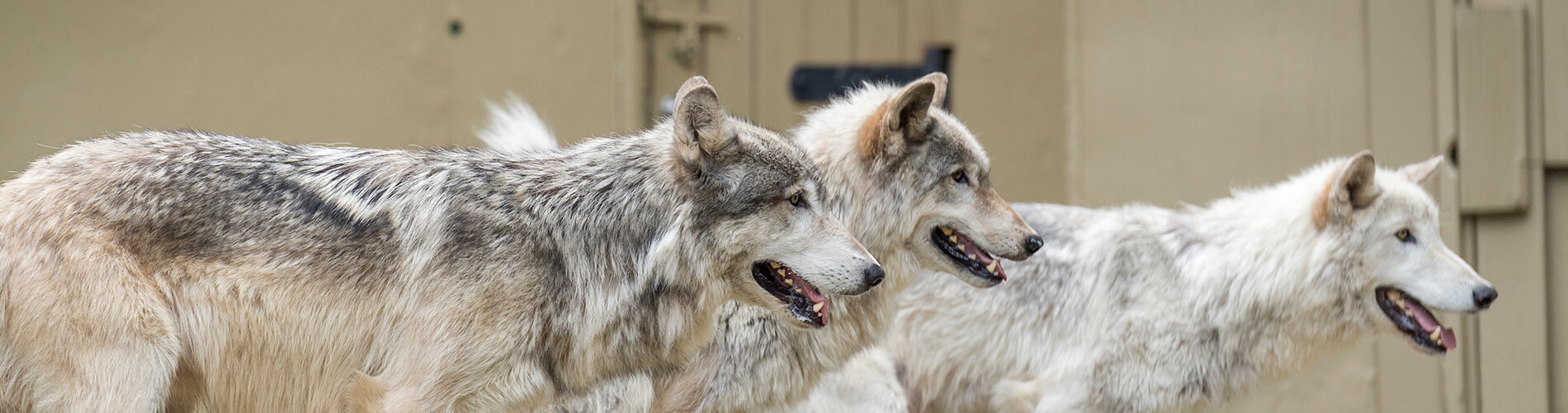 Visit our gray wolves at Wolf Haven!