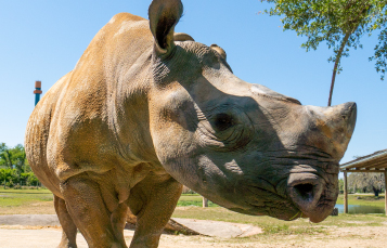 Rhino