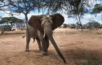 African Elephant