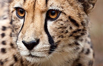 Cheetah face