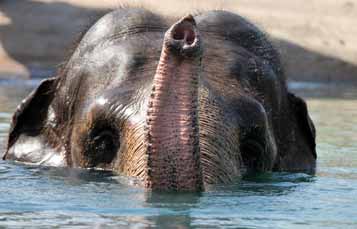 Elephants