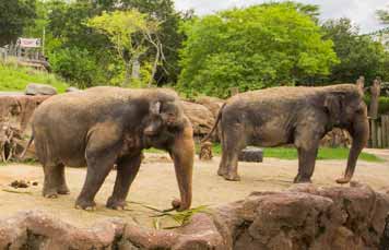 Elephants