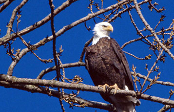 Bald Eagle