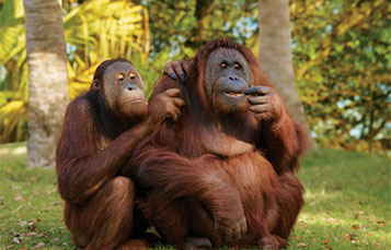Orangutan