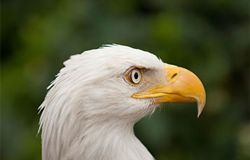 Bald eagle profile