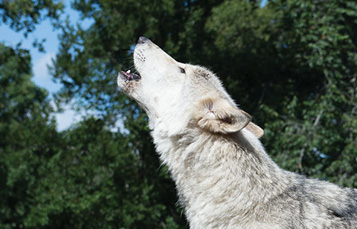 Wolf