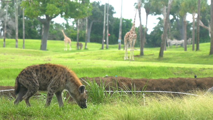 Hyena