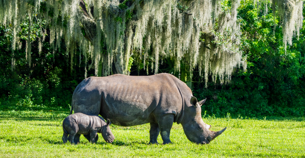 Baby rhino and mother at Busch Gardens Tampa Bay