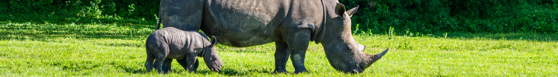 Baby rhino and mother at Busch Gardens Tampa Bay