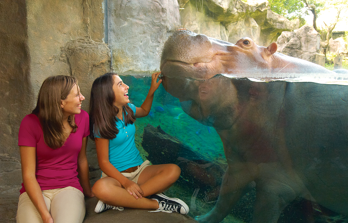 hippo