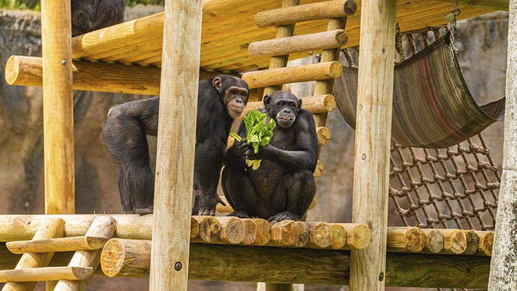 Chimp