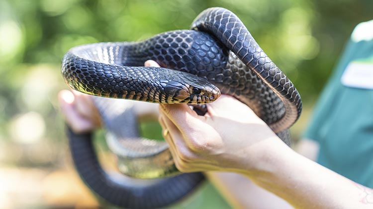 Snake