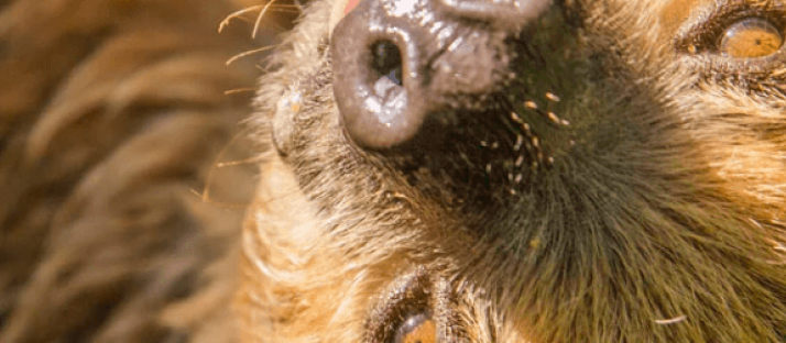 sloths