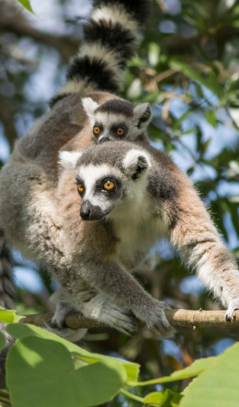 Ring tailed lemur with two babies