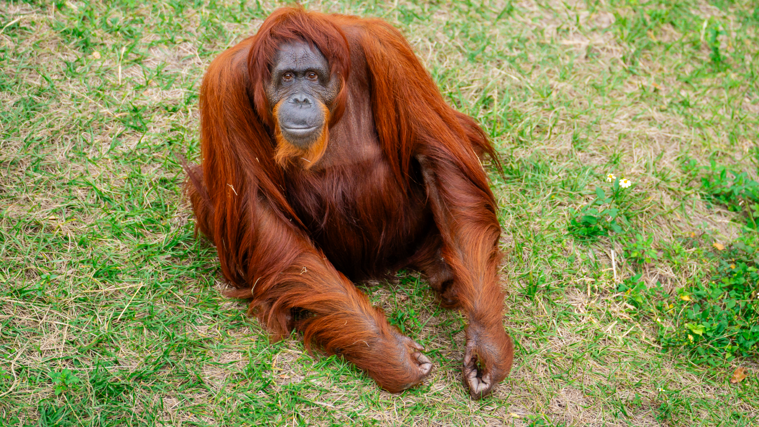 Orangutan