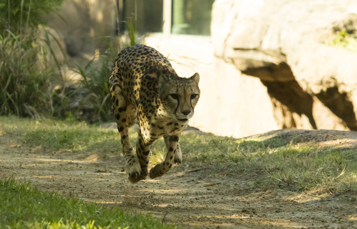 Cheetah running