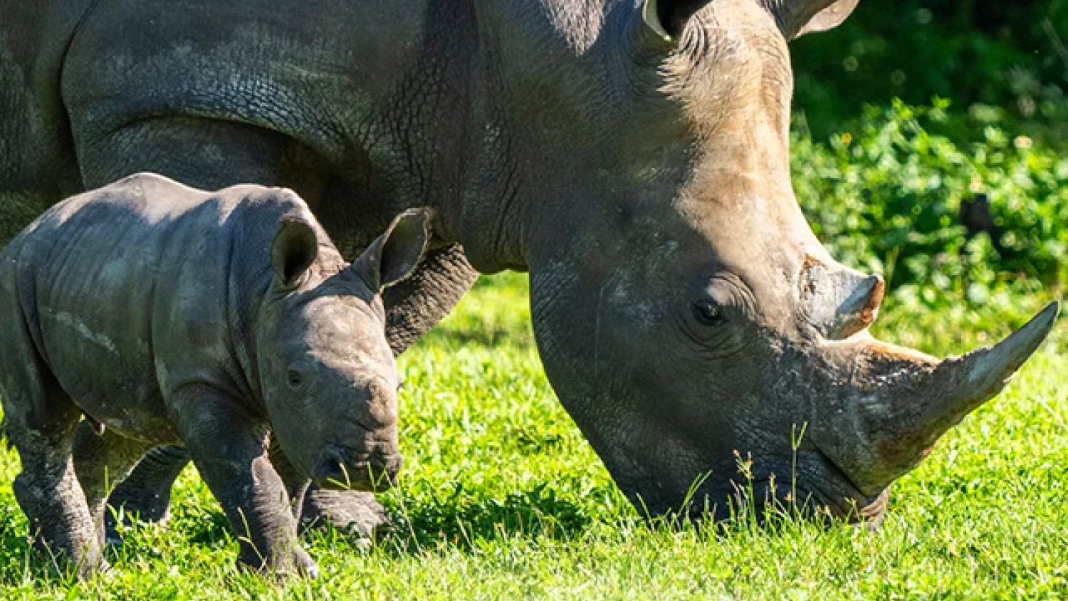 Adult rhino with a baby rhino