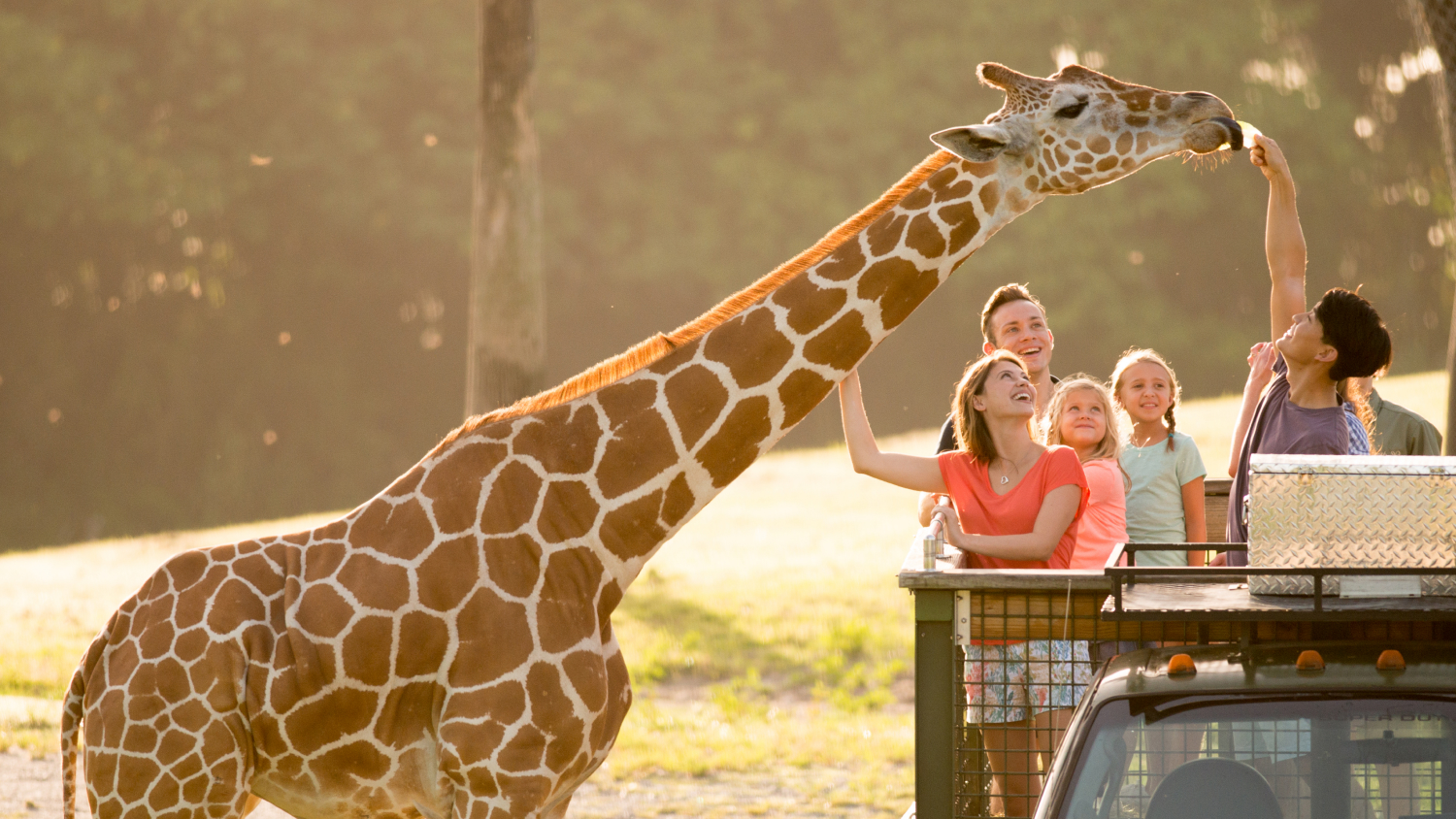 Serengeti Safari Tour at Busch Gardens Tampa Bay