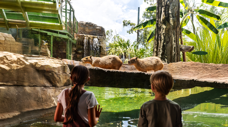 Wild Oasis image.