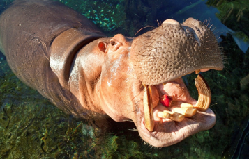hippo encounter