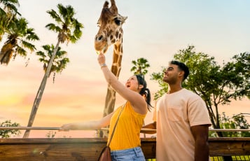 Couple feeding giraffe at sunset at Busch Gardens Tampa Bay