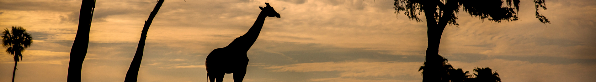 Giraffes at sunset at Busch Gardens Tampa Bay
