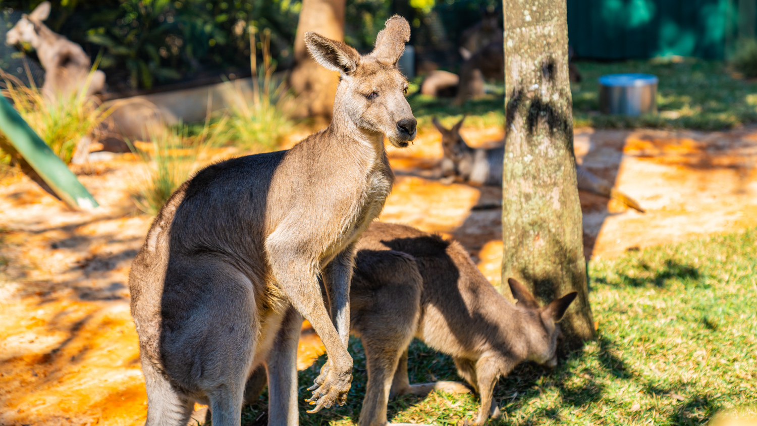 Busch Gardens Tampa Bay Kangaroos