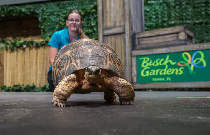 One of the many Animals you can see during Busch Gardens Tampa Bay Animal Tales presentation.