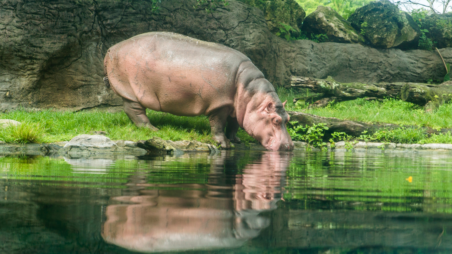 Busch Gardens Tampa Bay Hippo