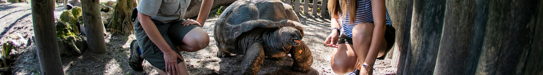 Busch Gardens Tampa Bay programs for Teachers.