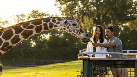 Serengeti Safari