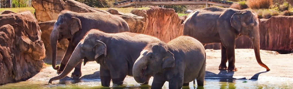 Elephants