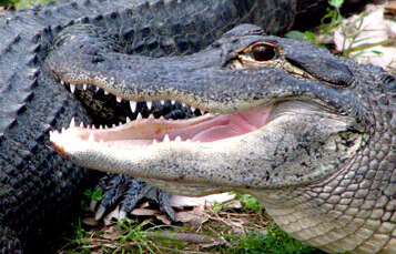 American Alligators at Busch Gardens Tampa Bay