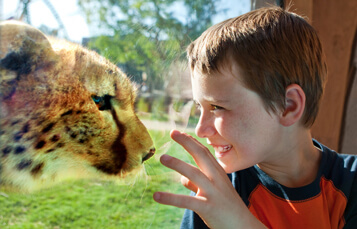 Hold youth events at Busch Gardens Tampa Bay