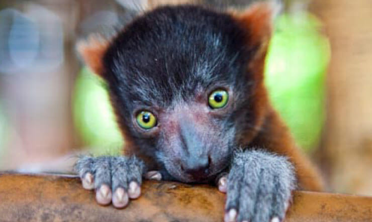 Red Ruffed Lemurs at Busch Gardens Tampa Bay