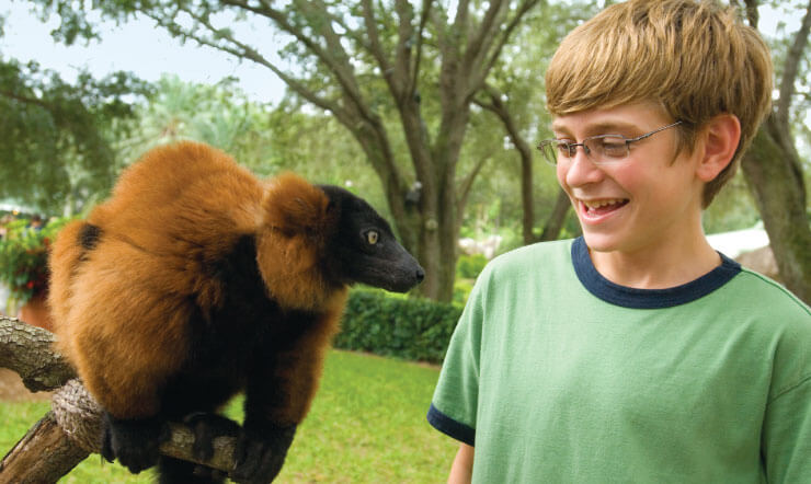 Red Ruffed Lemurs at Busch Gardens Tampa Bay
