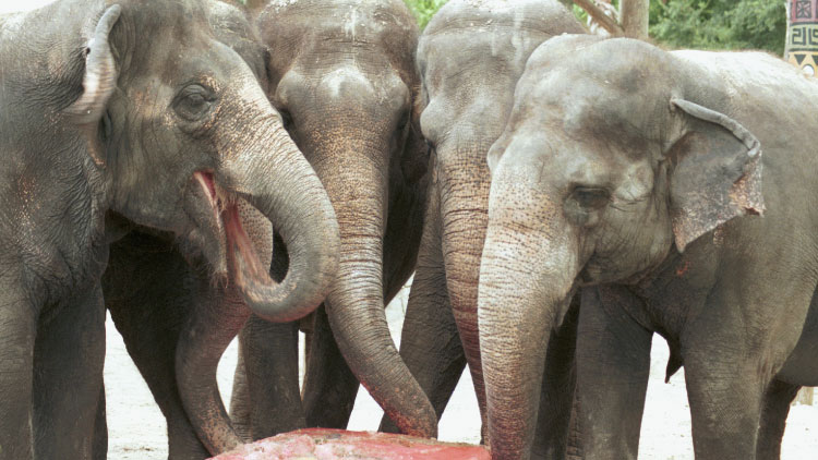 Asian Elephants at Busch Gardens Tampa Bay
