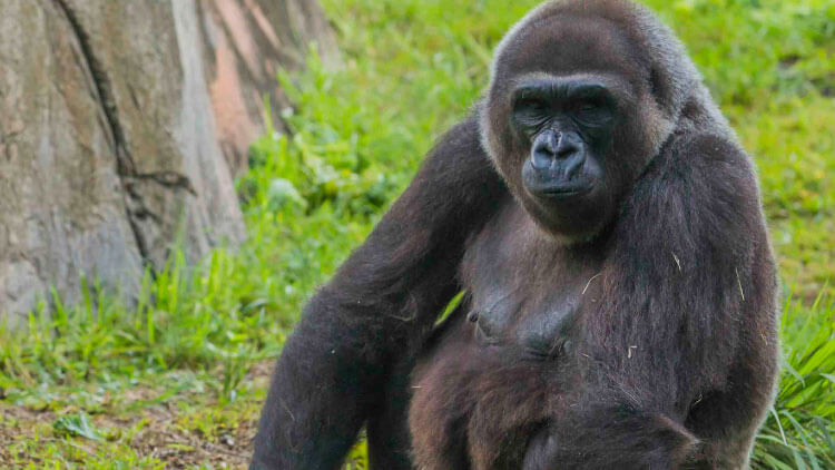 Gorillas at Busch Gardens Tampa Bay