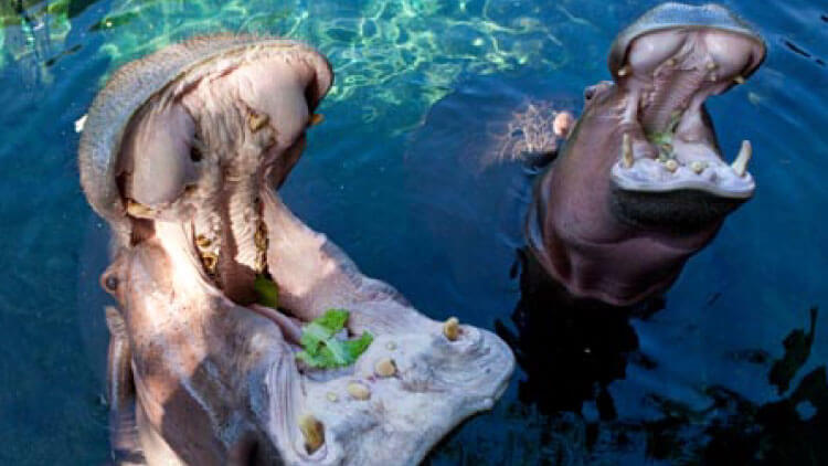 Hippos at Busch Gardens Tampa Bay