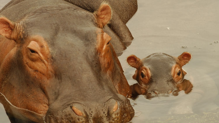Hippos at Busch Gardens Tampa Bay
