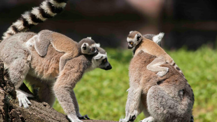 Ring-Tailed Lemurs at Busch Gardens Tampa Bay
