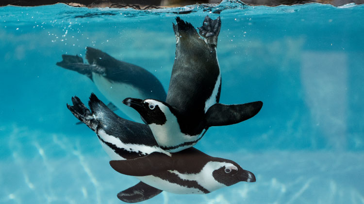 Penguins at Busch Gardens Tampa Bay