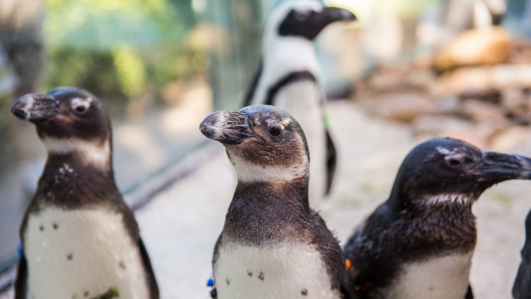 Penguins at Busch Gardens Tampa Bay