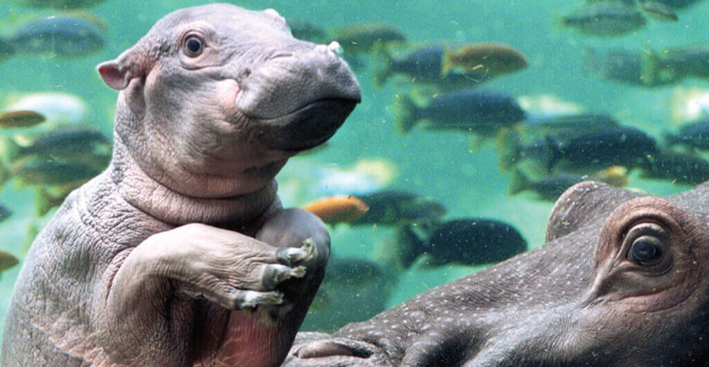 Hippos at Busch Gardens Tampa Bay
