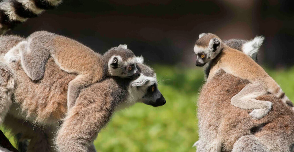 Ring-Tailed Lemurs at Busch Gardens Tampa Bay