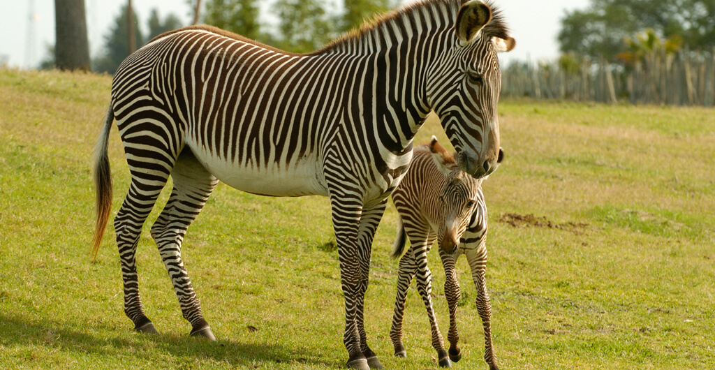 Grevy's Zebras at Busch Gardens Tampa Bay
