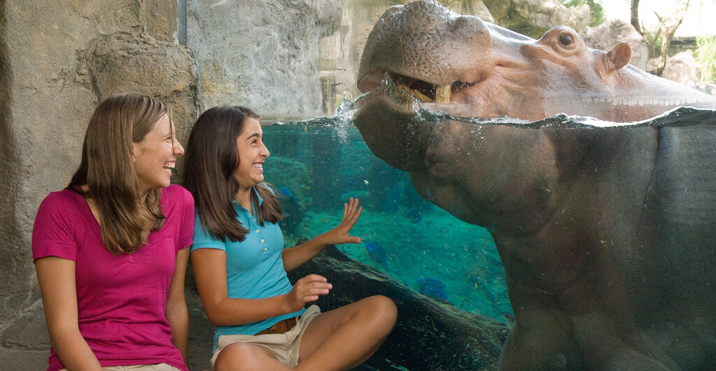 10-College Overnight Camps at Busch Gardens Tampa Bay