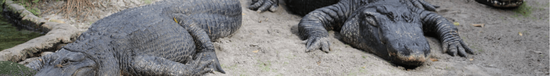 Alligators and Other Reptiles at Busch Gardens Tampa Bay