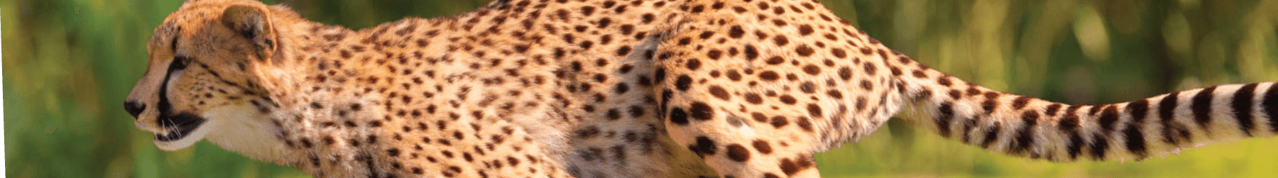 Cheetahs at Busch Gardens Tampa Bay