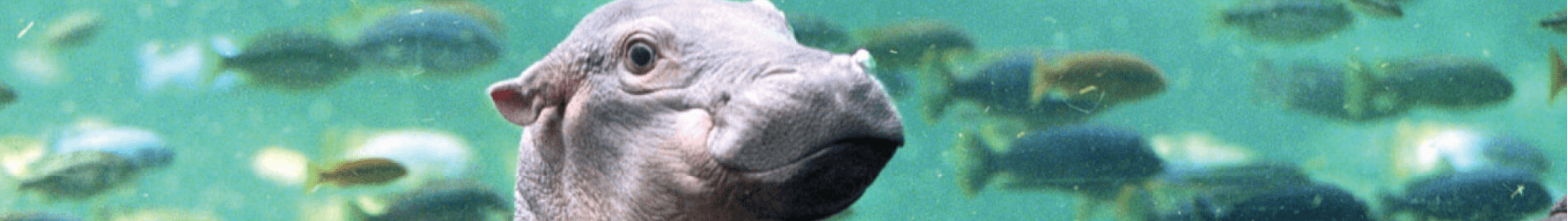 Hippos at Busch Gardens Tampa Bay